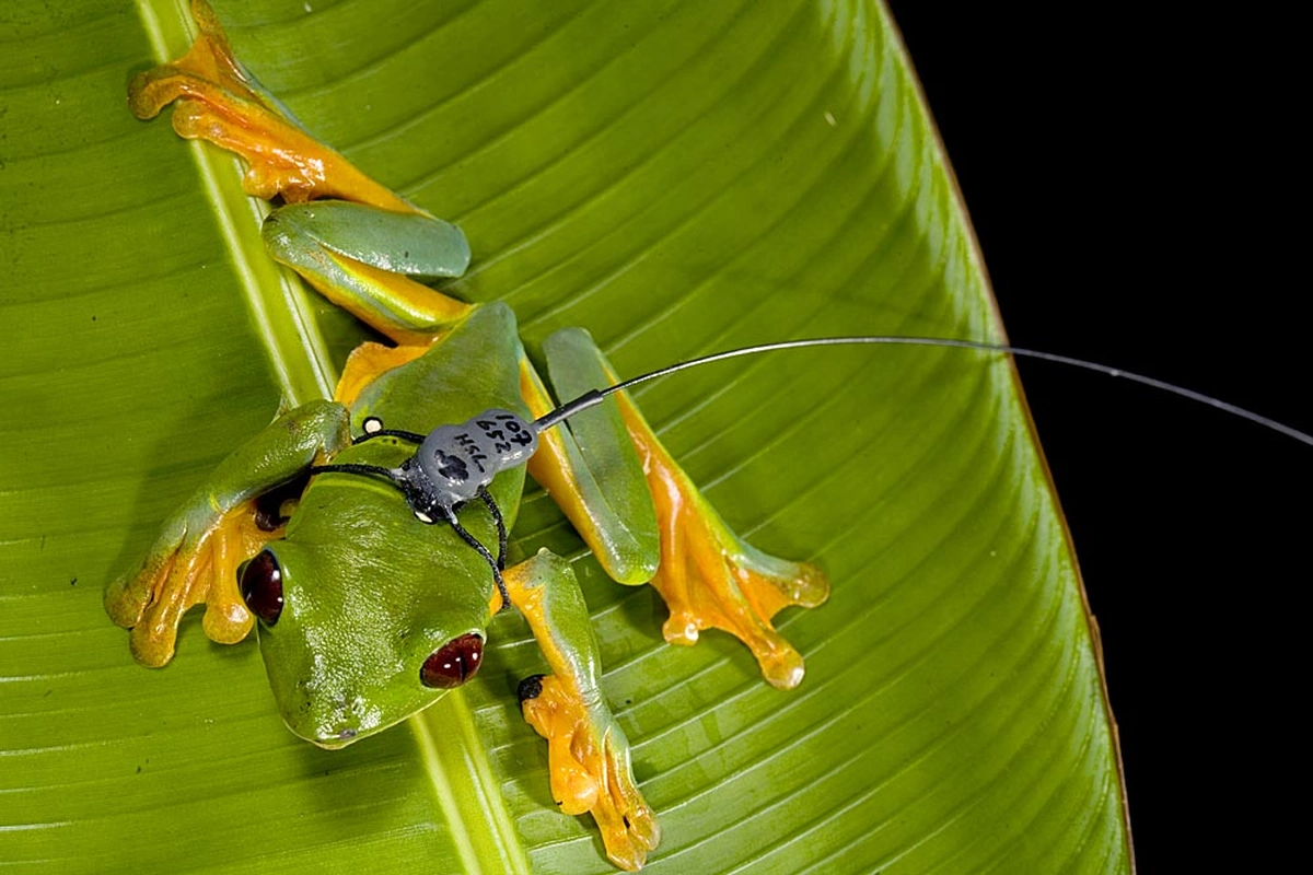 Das Internet der Tiere 6