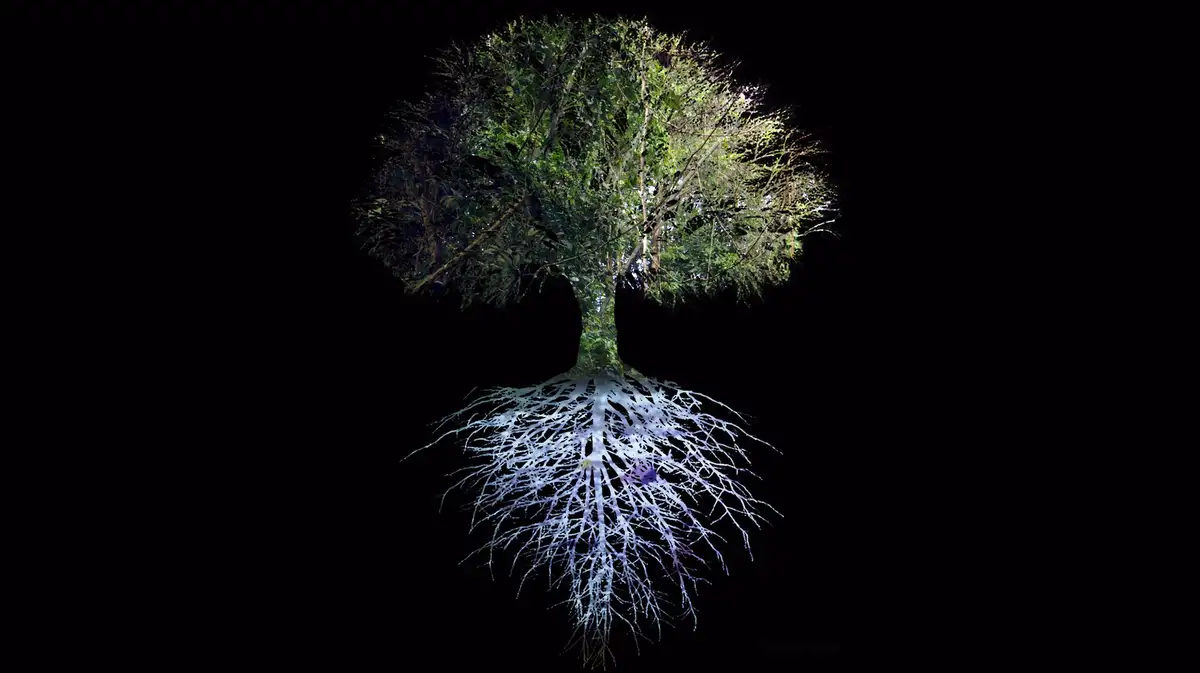 Arbeit „Forest Mind Tree of Life" von Ursula Biemann.