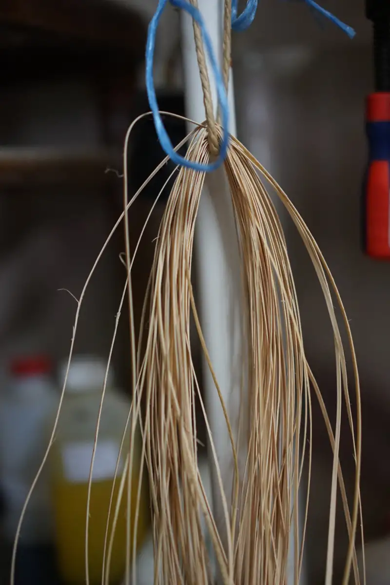 Robert Roth/ The bark of the rattan palm