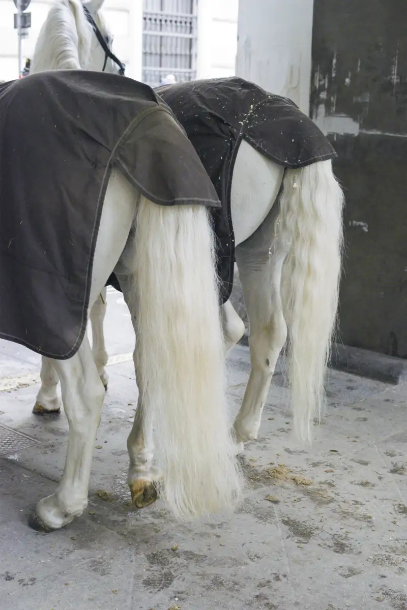 Lipizzaner of the Spanish Riding School