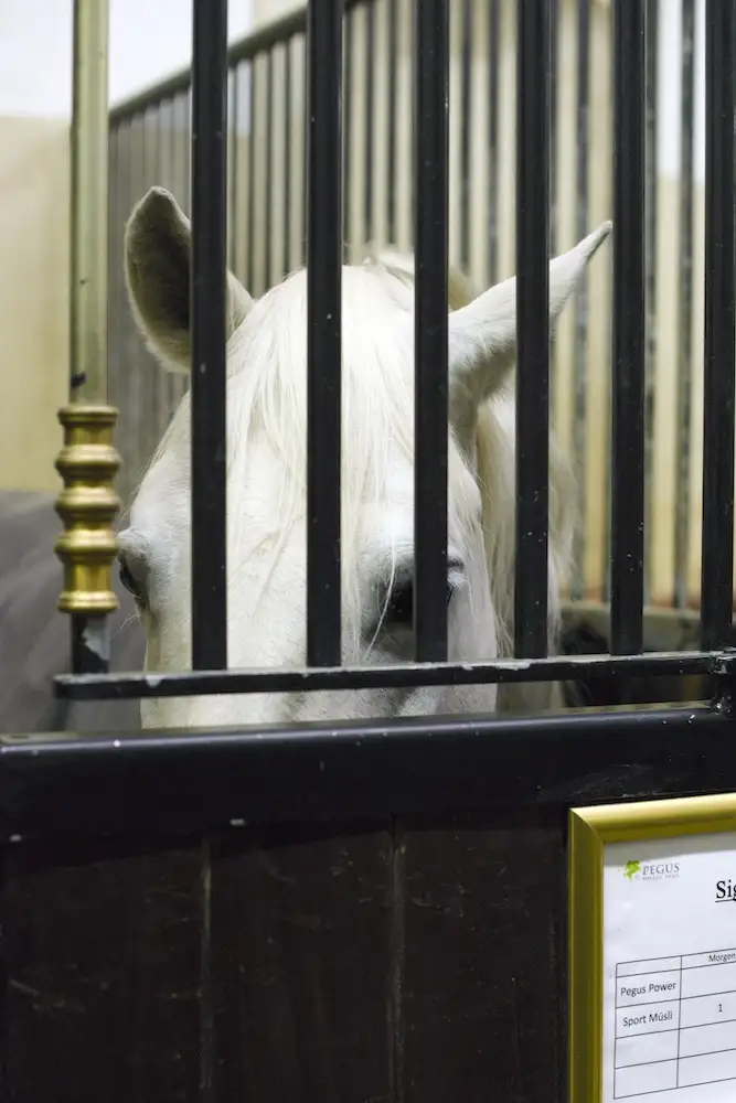 A Lipizzaner of the Spanish Riding School