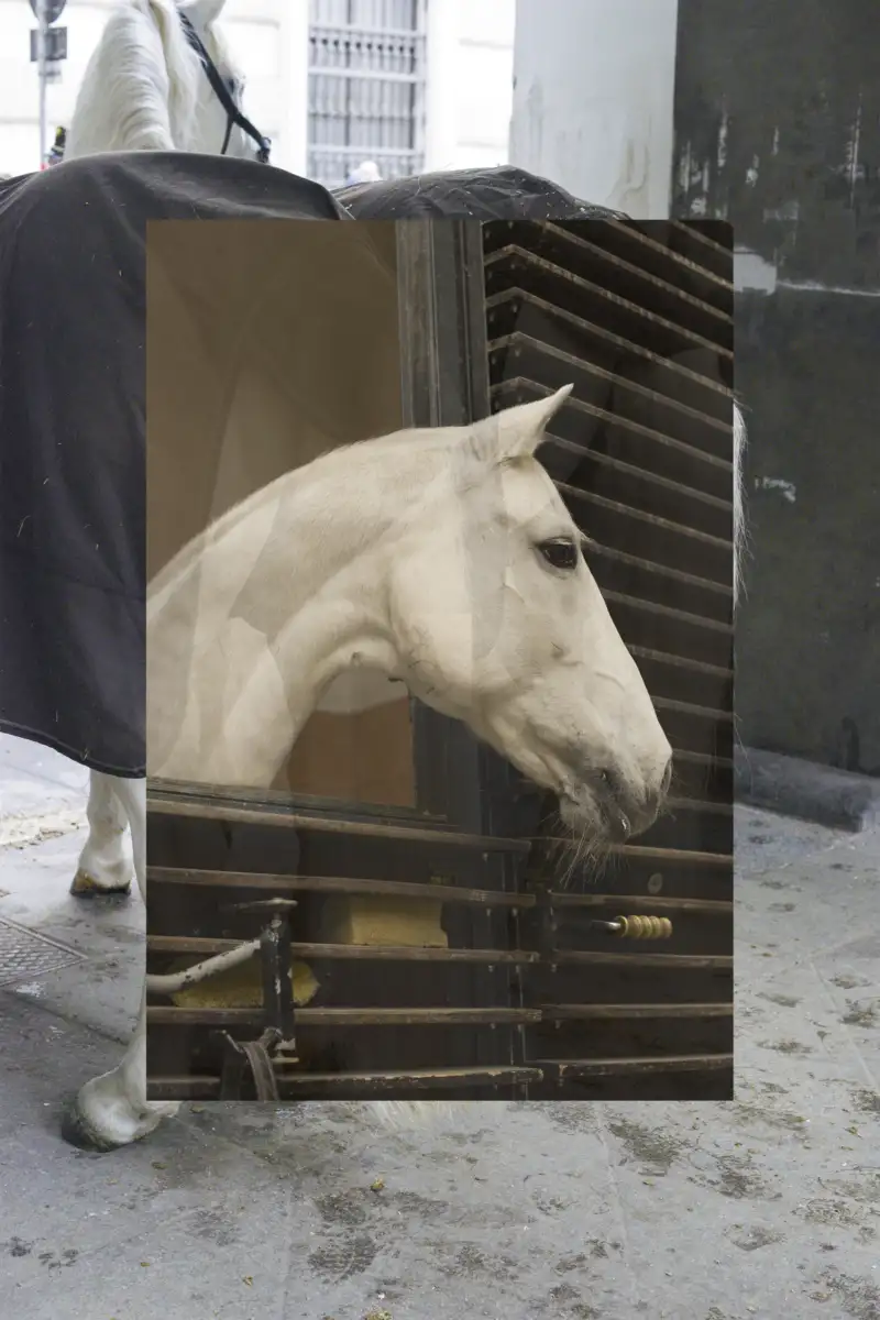 A Lipizzaner of the Spanish Riding School